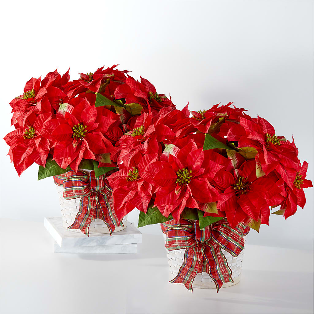 Happiest Holidays Poinsettia Bundle – BUEHLER'S FLORAL, Wooster OH
