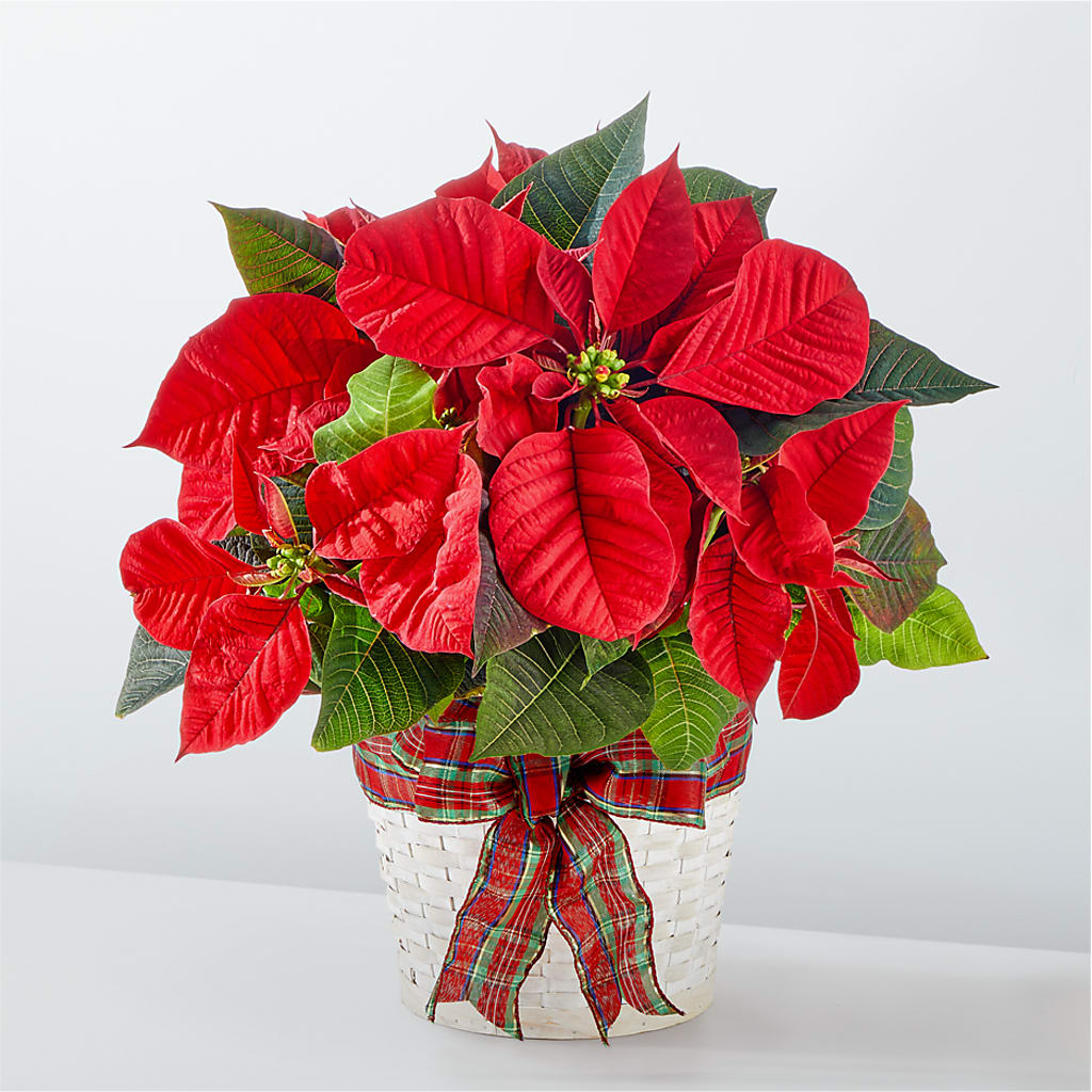 Happiest Holidays Poinsettia – BUEHLER'S FLORAL, Wooster OH