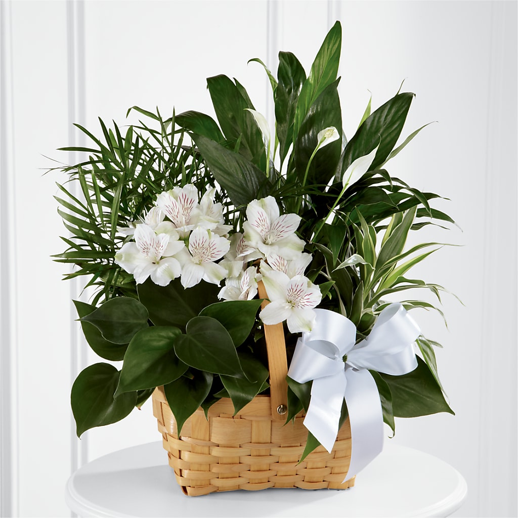 Peace & Serenity Dishgarden – BUEHLER'S FLORAL, Wooster OH
