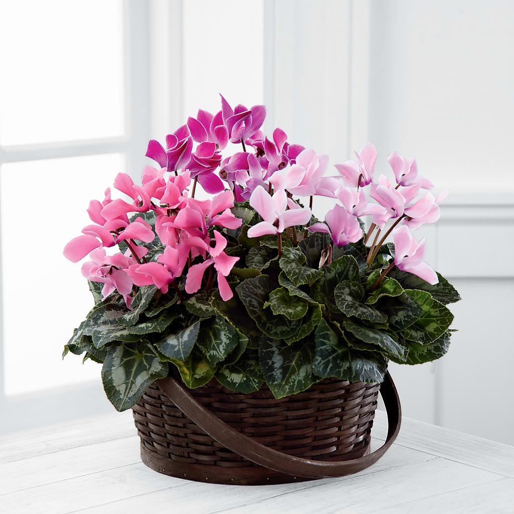 Mixed Cyclamen Planter – BUEHLER'S FLORAL, Wooster OH