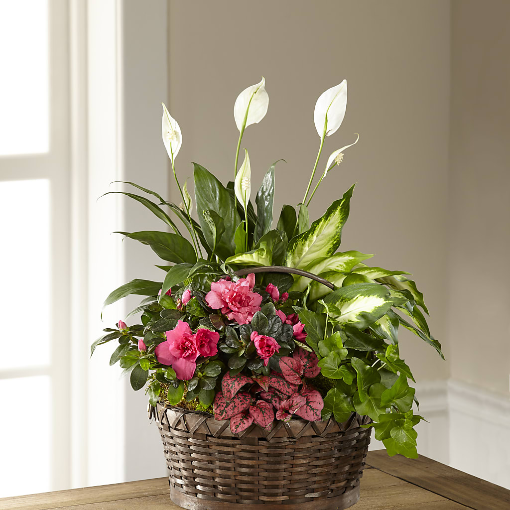 Dream in Pink Dishgarden – BUEHLER'S FLORAL, Wooster OH