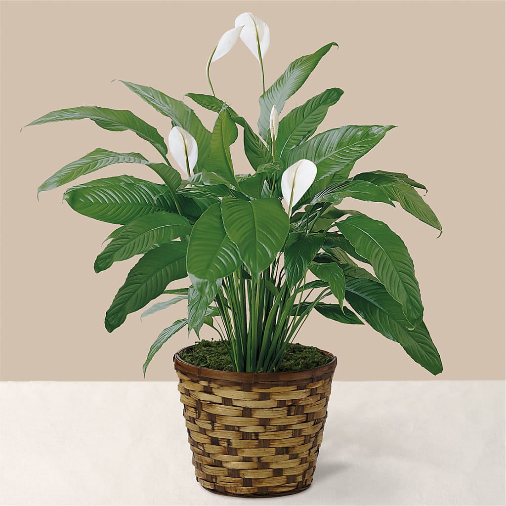 Tranquil Moments Peace Lily Plant – BUEHLER'S FLORAL, Wooster OH