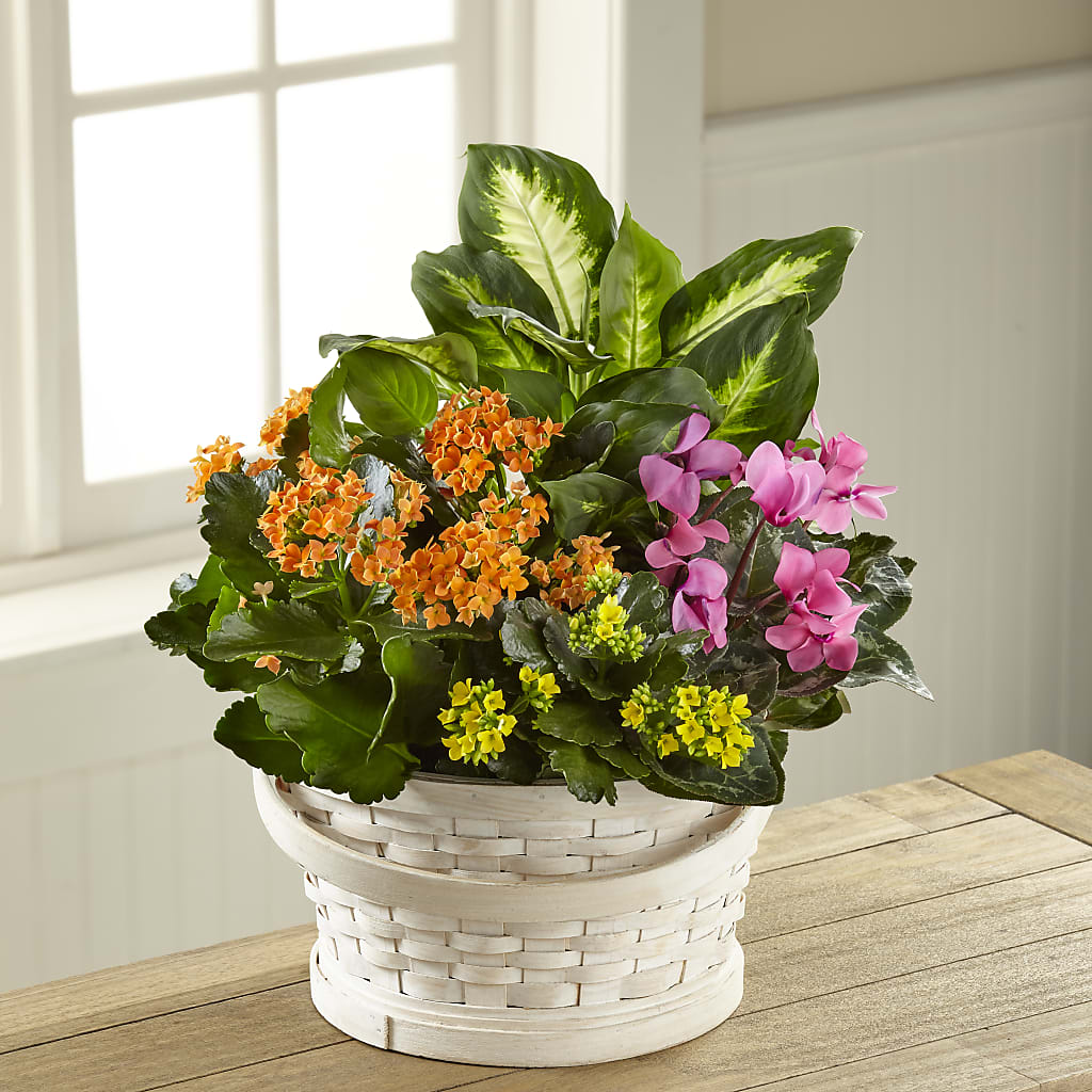 Color Crush Dishgarden – BUEHLER'S FLORAL, Wooster OH