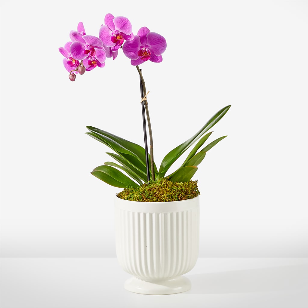 Friendly Fuchsia Orchid – BUEHLER'S FLORAL, Wooster OH