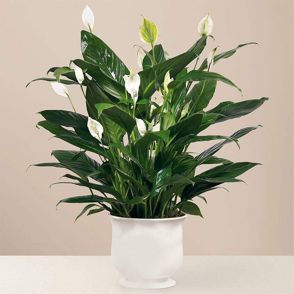 Comfort Planter – BUEHLER'S FLORAL, Wooster OH