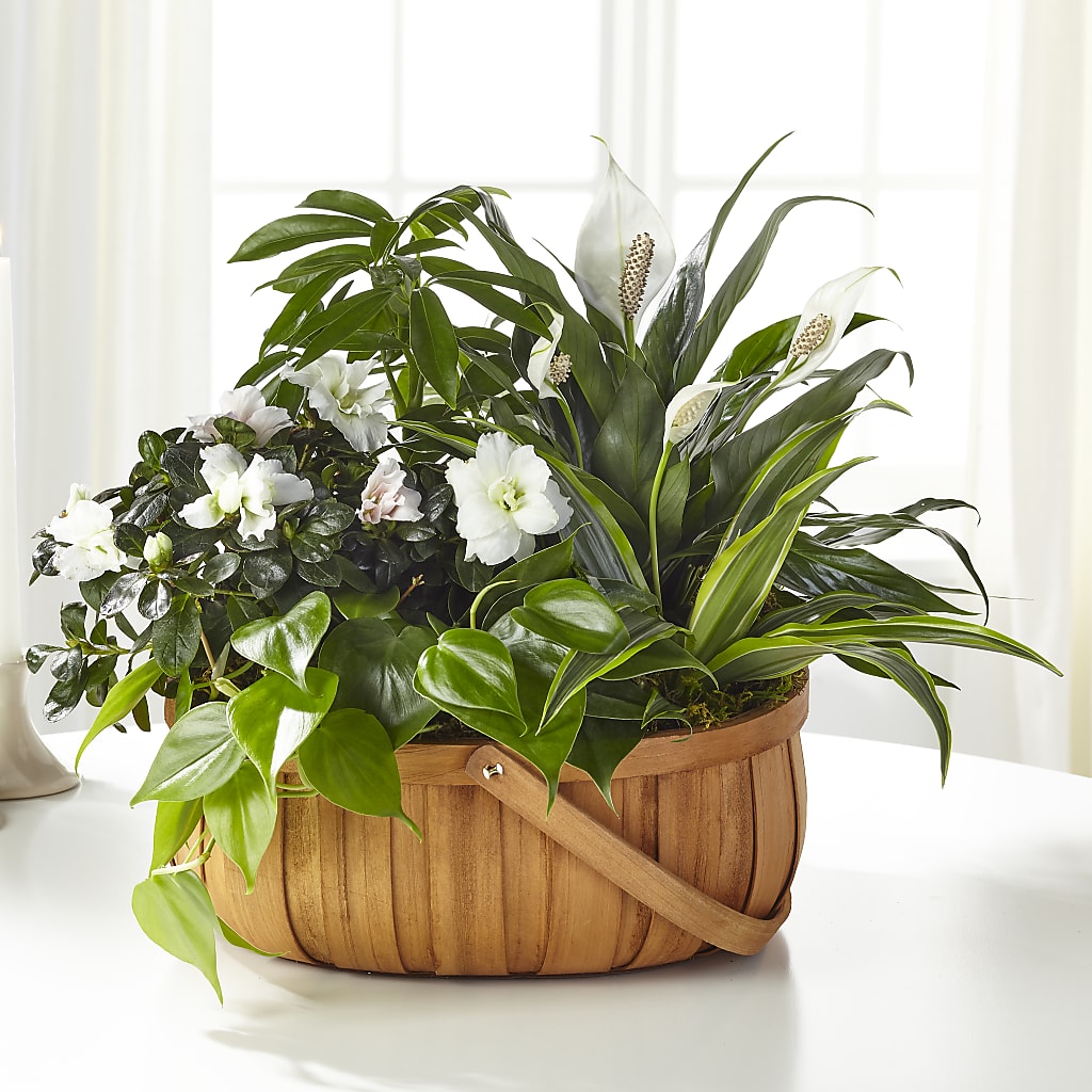 Serene Dishgarden – BUEHLER'S FLORAL, Wooster OH