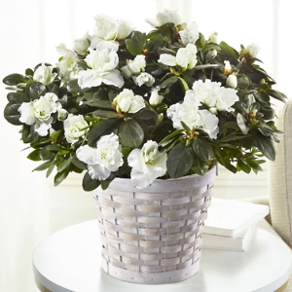 White Azalea Plant – BUEHLER'S FLORAL, Wooster OH