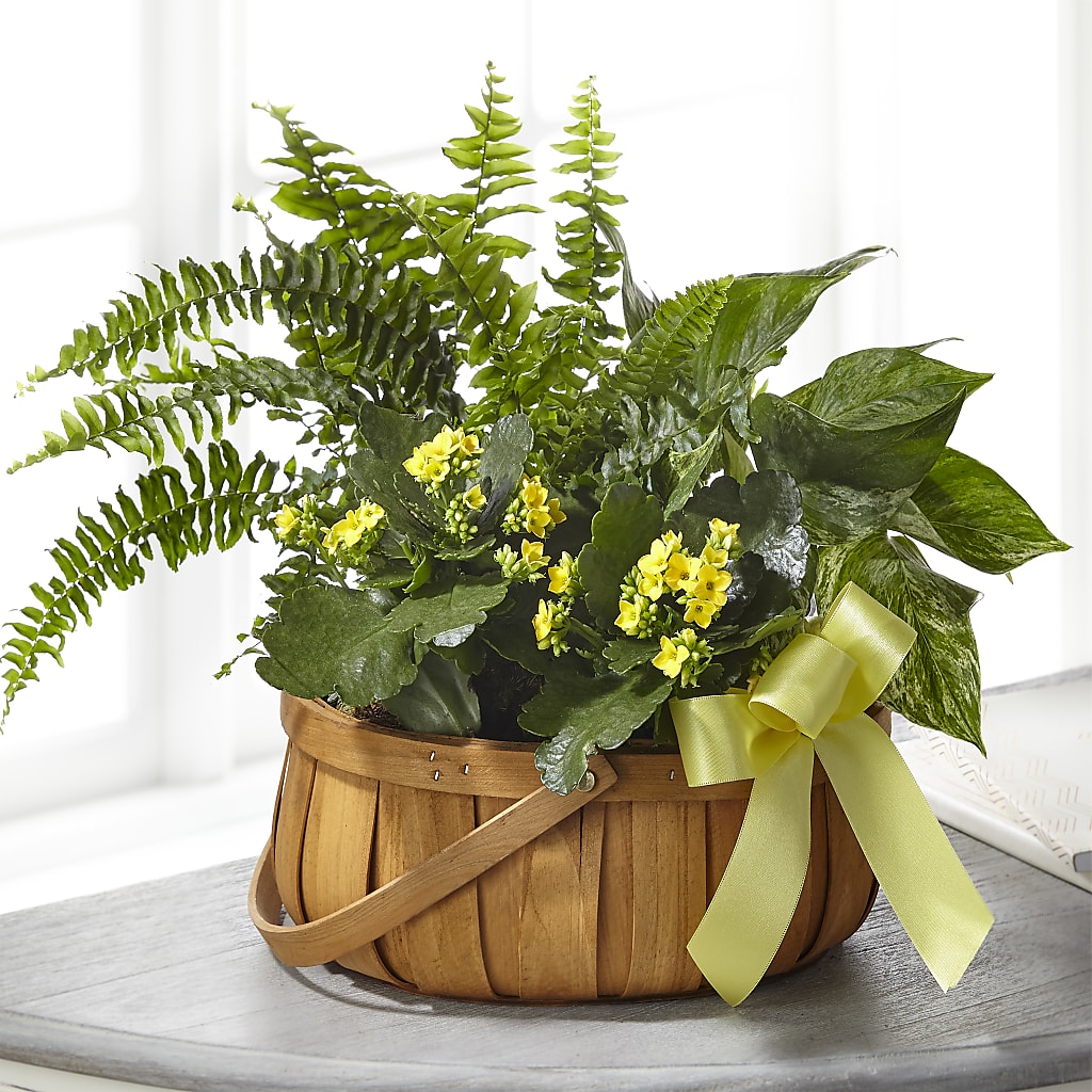 Always Dear Dishgarden – BUEHLER'S FLORAL, Wooster OH