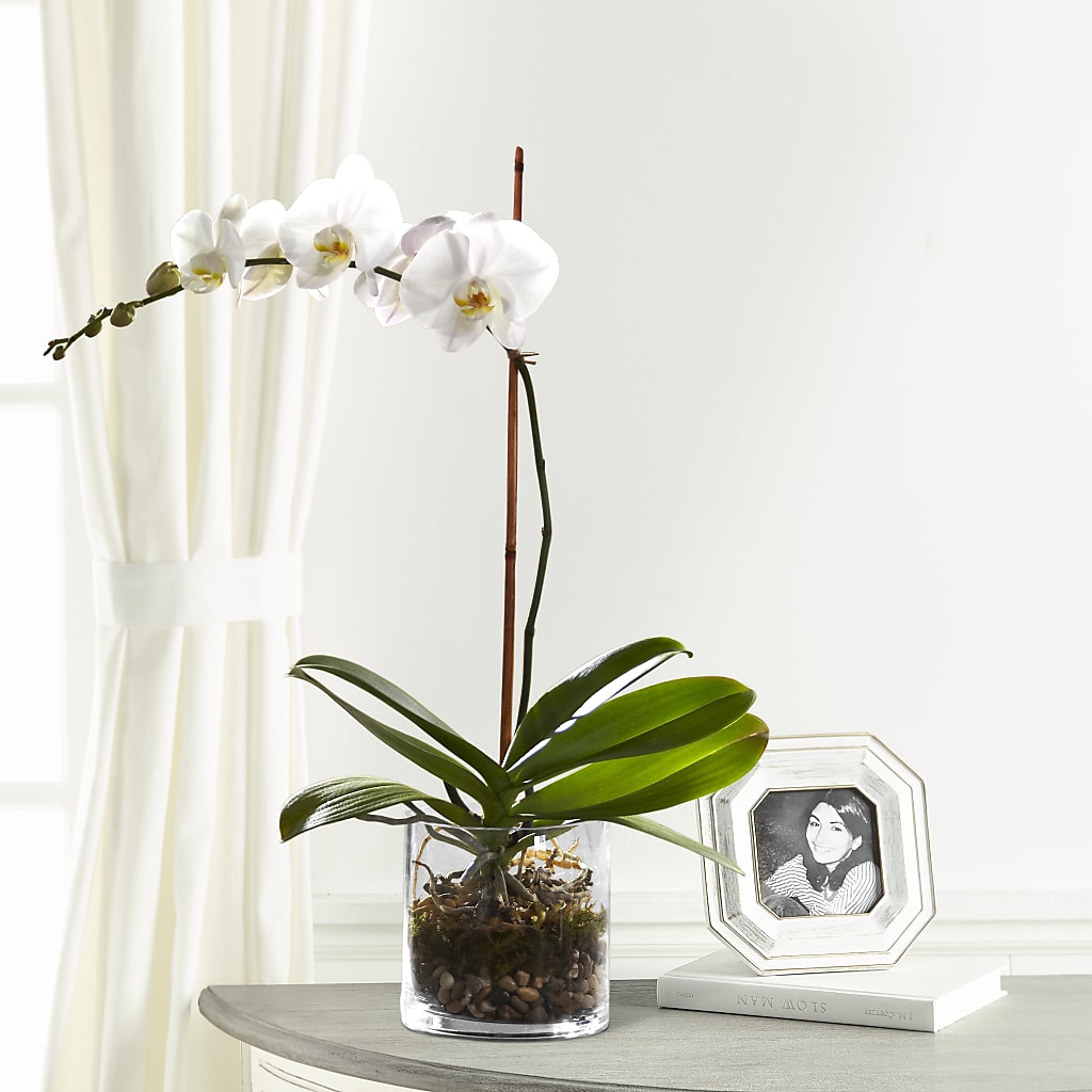 White Orchid Planter – BUEHLER'S FLORAL, Wooster OH