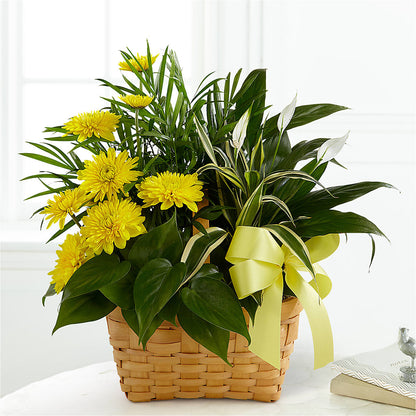 Loving Light Dishgarden – BUEHLER'S FLORAL, Wooster OH