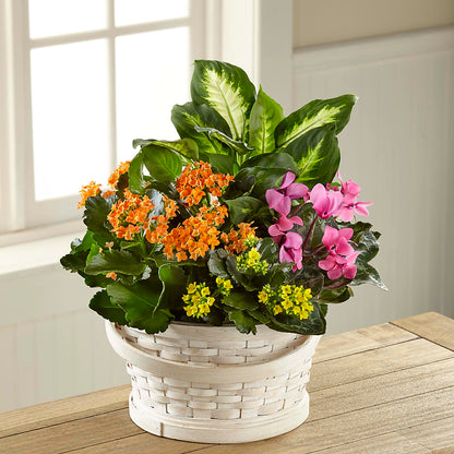 Color Crush Dishgarden – BUEHLER'S FLORAL, Wooster OH
