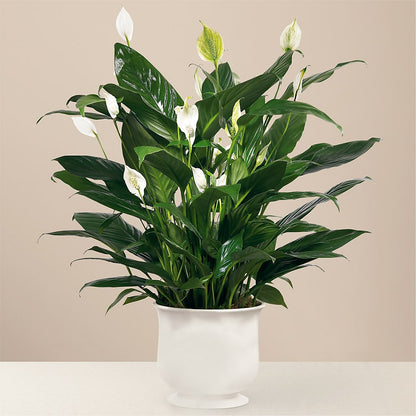 Comfort Planter – BUEHLER'S FLORAL, Wooster OH