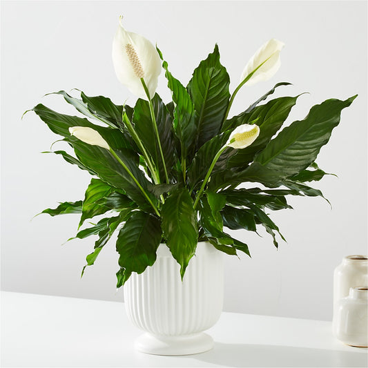 Comfort Planter – BUEHLER'S FLORAL, Wooster OH