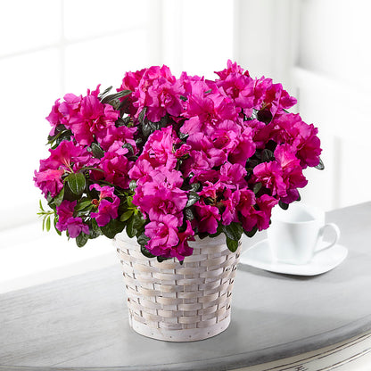 Hope & Serenity Azalea Plant – BUEHLER'S FLORAL, Wooster OH
