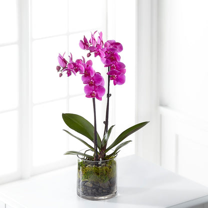 Pink Orchid Plant – BUEHLER'S FLORAL, Wooster OH