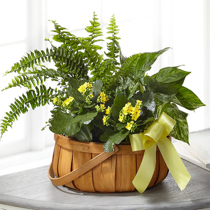 Always Dear Dishgarden – BUEHLER'S FLORAL, Wooster OH