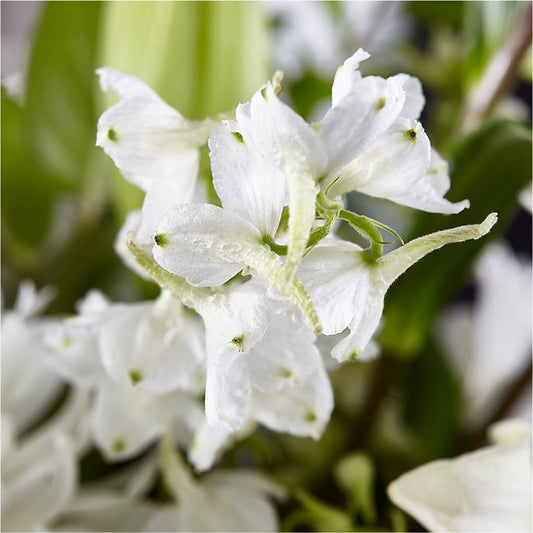 Classic Ivory – A Florist Original – BUEHLER'S FLORAL, Wooster OH